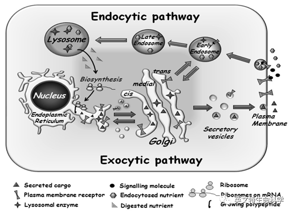 一文了解蛋白转运研究！