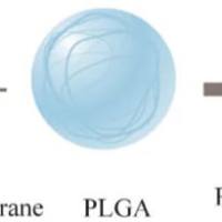 聚乳酸-羟基乙酸共聚物纳米颗粒包载洛匹那韦 PLGA NPs@LPV