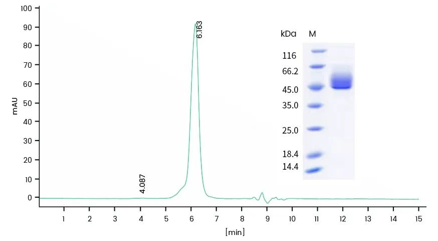 号外！号外！义翘神州基孔肯雅新毒株重组蛋白、抗体上新啦！