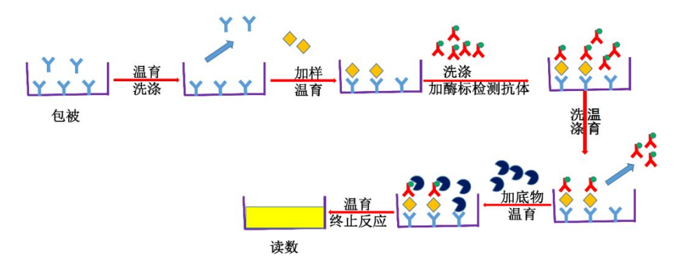 DNase I定量检测试剂盒(酶联免疫法)(DD3506)