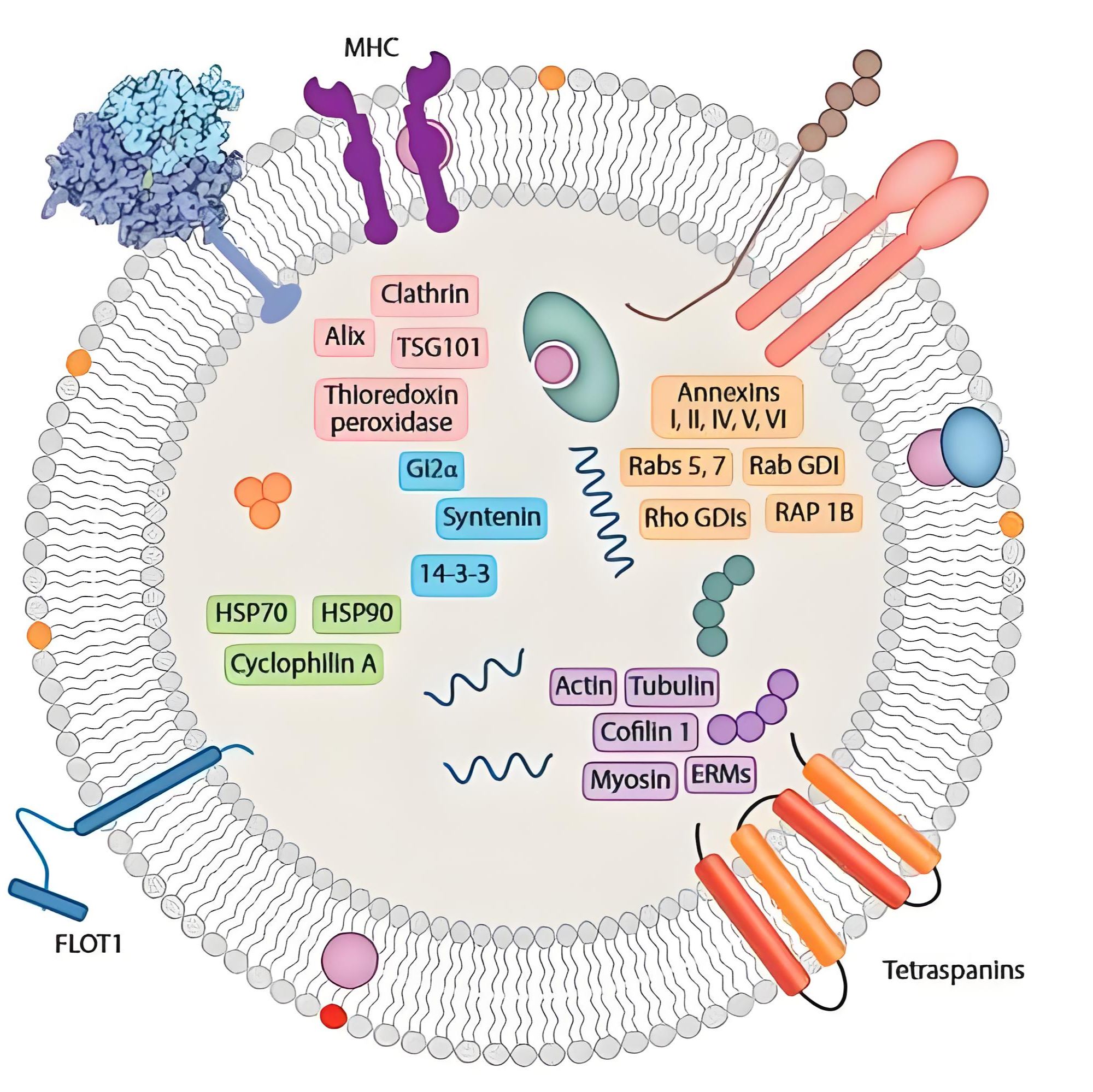 间充质干细胞外泌体包载苦参碱  Exosomes@MAT