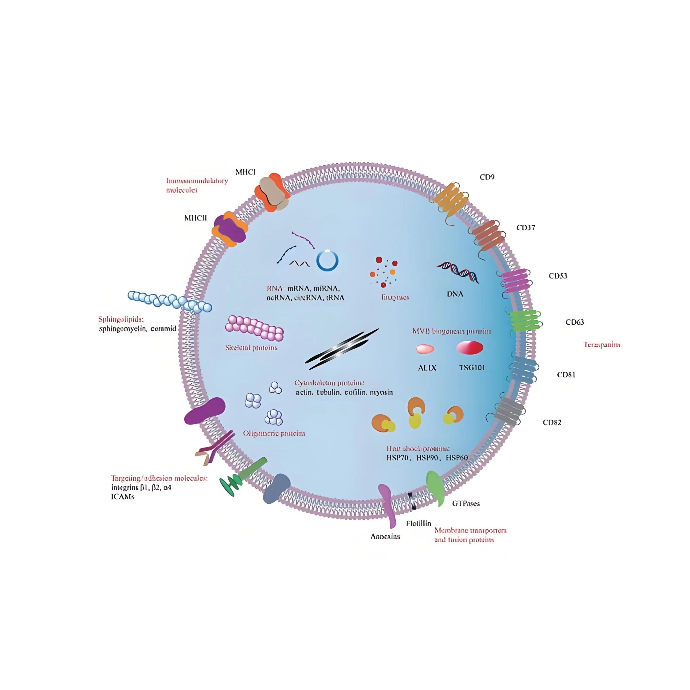 外泌体包载黄芪甲苷 exosomes@Astragaloside IV产品图