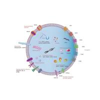 外泌体包载黄芪甲苷 exosomes@Astragaloside IV