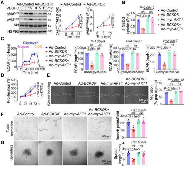 客户文章（IF=35.5）丨突破性发现！心脏淋巴管代谢异常竟是心力衰竭的 “隐形推手”
