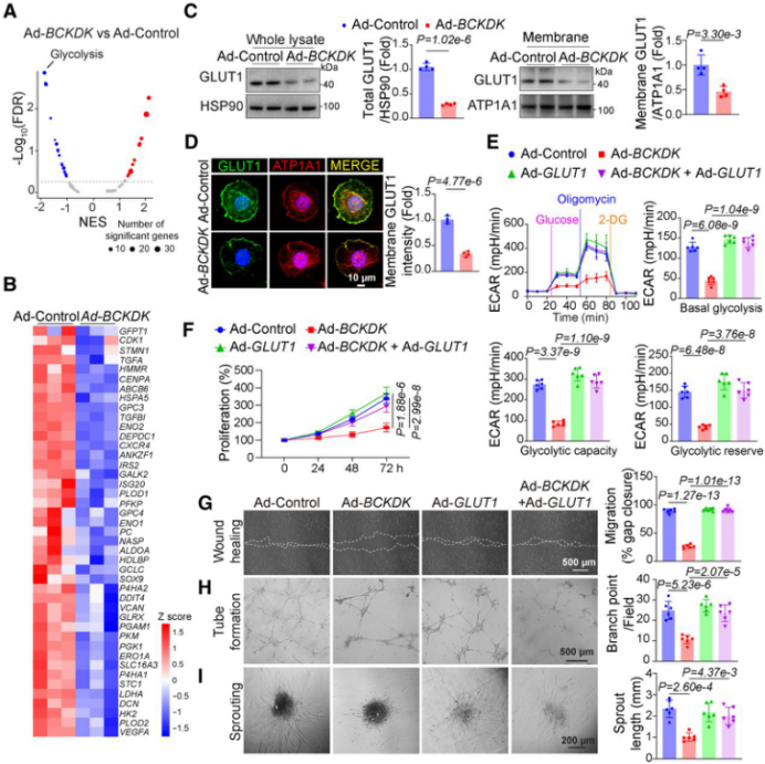 客户文章（IF=35.5）丨突破性发现！心脏淋巴管代谢异常竟是心力衰竭的 “隐形推手”