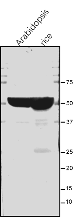 【植物抗体】Anti-ATPB / ATP synthase