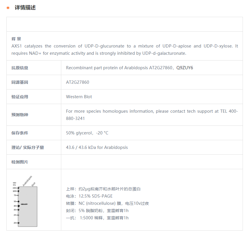 【植物抗体】Anti-AXS1/ UDP-D-apiose/