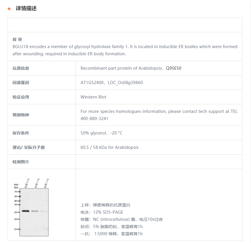 【植物抗体】Anti-BGLU18/ Beta-D-gluc