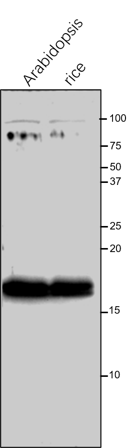 【植物抗体】Anti-ATPF / ATP synthase