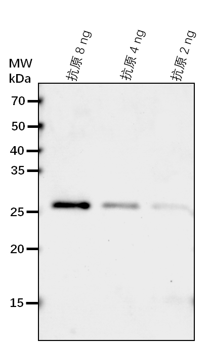 【植物抗体】Anti-BGLU18/ Beta-D-gluc