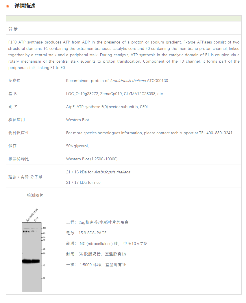 【植物抗体】Anti-ATPF / ATP synthase