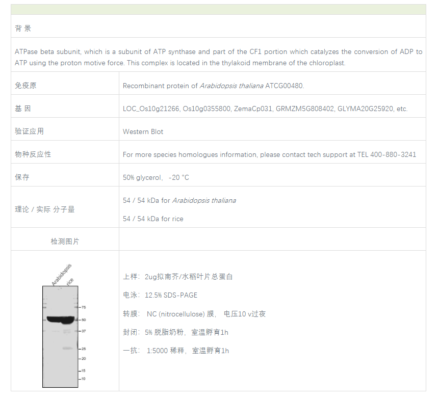 【植物抗体】Anti-ATPB / ATP synthase