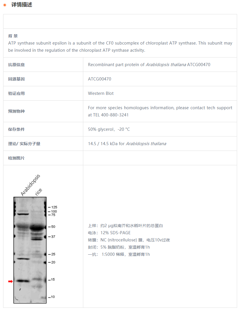 【植物抗体】Anti-ATPE / ATP synthase