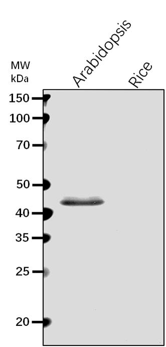 【植物抗体】Anti-AXS1/ UDP-D-apiose/
