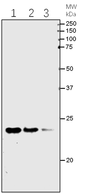 【植物抗体】Anti-Bar Rabbit Antibody