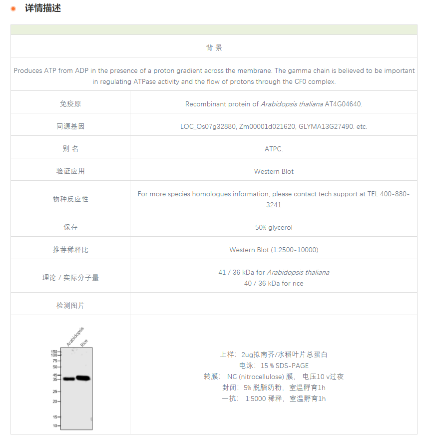 【植物抗体】Anti-ATPC / ATP synthase