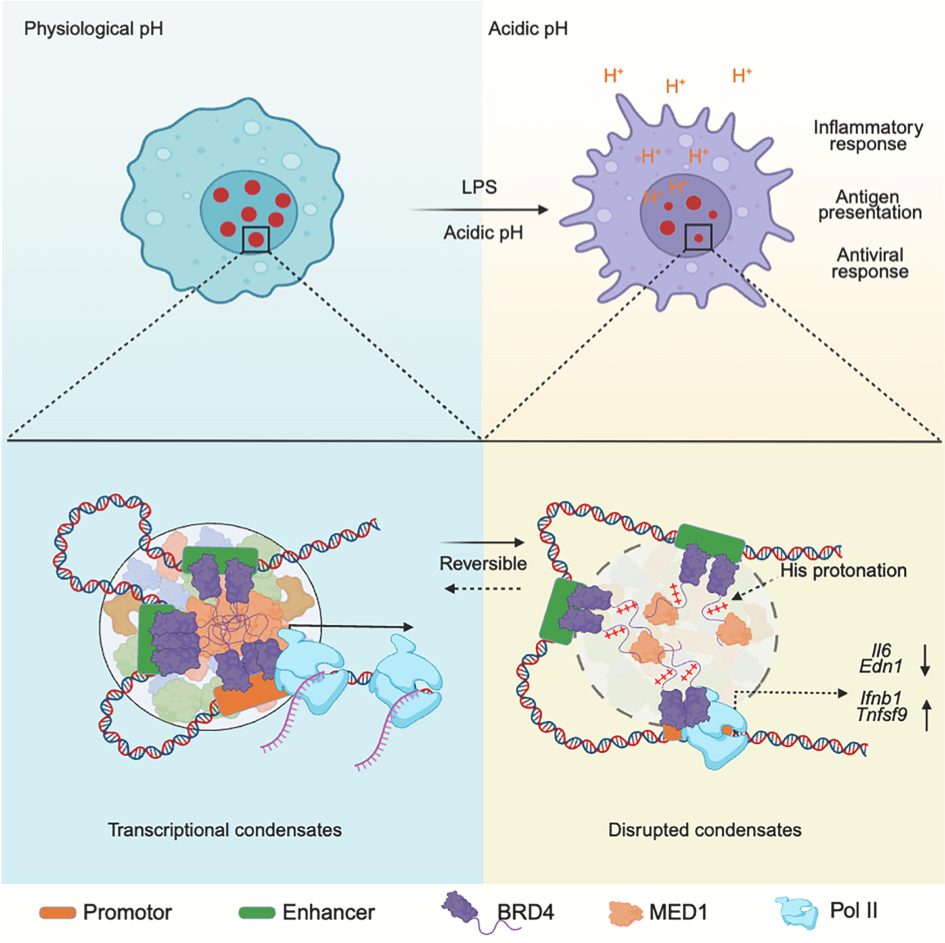 20250717-cell-非清除-summary