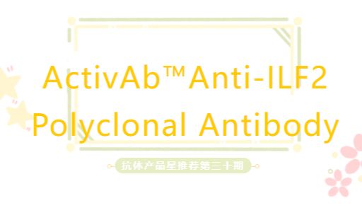 抗体产品星推荐第三十期|ActivAb™ Anti-ILF2 Polyclonal Antibody