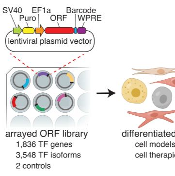 Addgene调控因子多重过表达文库（MORF）