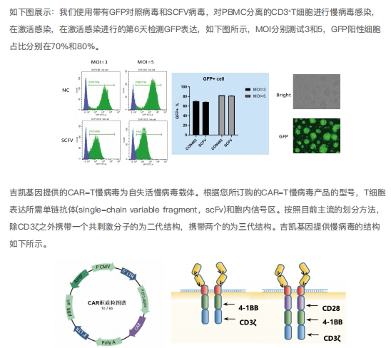 Easy-T 细胞激活感染试剂盒