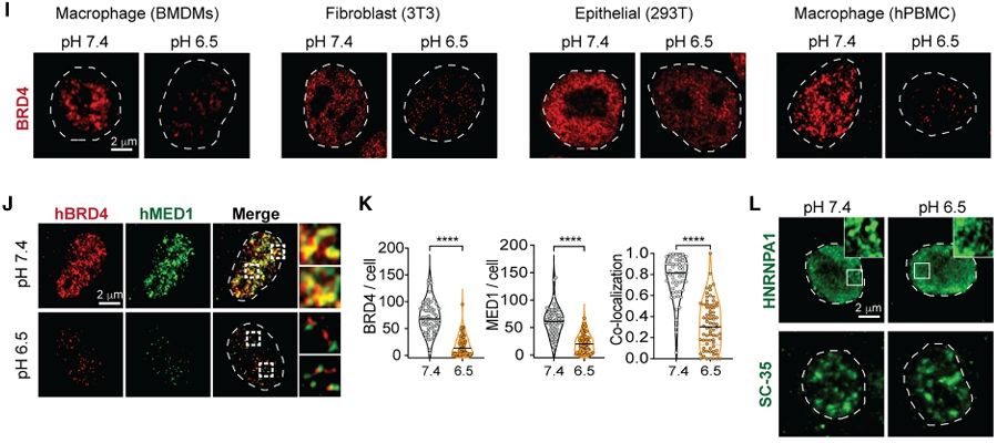 20250717-cell-非清除-Fig7