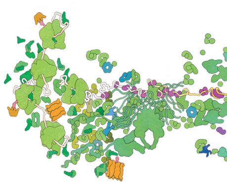 dsRNA创新检测技术与多学科协同合作，推动RNA疗法进步