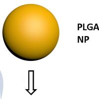 负载艾塞那肽的聚乳酸-羟基乙酸共聚物纳米颗粒被聚多巴胺修饰 EX@PLGA NPs-PDA