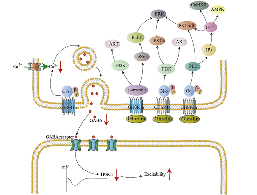 GHSR1a：代谢与神经疾病的关键靶点