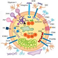 负载水飞蓟素的外泌体被狂犬 病 病毒糖肽(RVG29)修饰 Silymarin@Exosome-RVG29