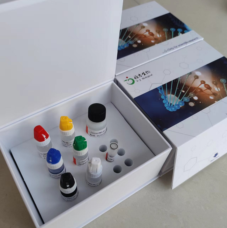 人可溶性血管内皮生长因子受体2(VEGFR-2/sFLK-1)Elisa试剂盒説明书