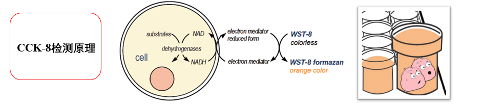 CCK-8试剂盒细胞增殖-毒性检测试剂盒使用说明
