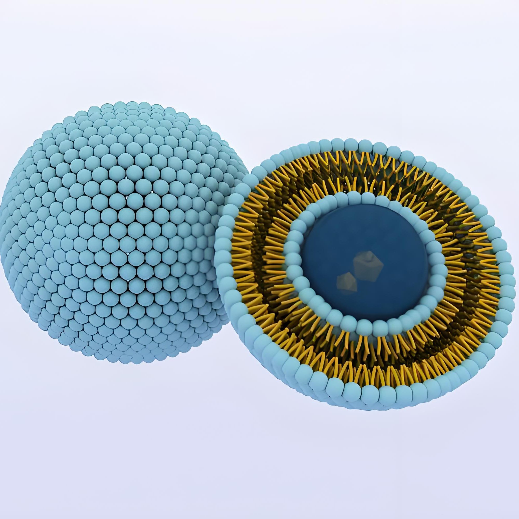 负载丹皮酚的脂质体被叶酸修饰 Paeonol@Liposome-FA