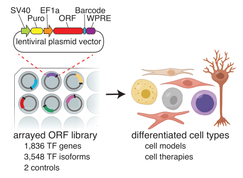 Addgene调控因子多重过表达文库（MORF）