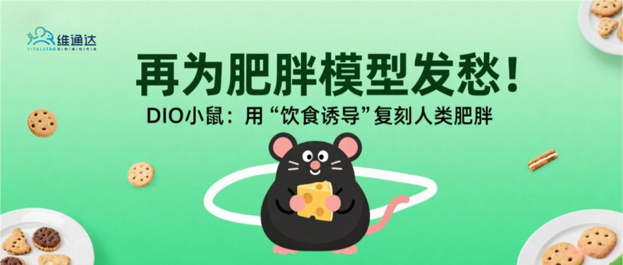 别再为肥胖模型发愁！DIO 小鼠：用‘饮食诱导’复刻人类肥胖