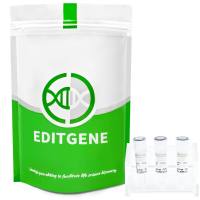 TelA-Max(TelA Protelomerase Max)试用装