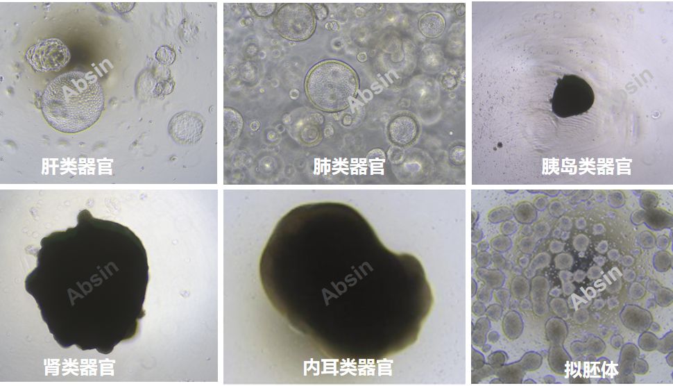hPSC 诱导类器官试剂盒
