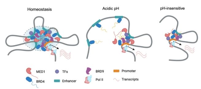 20250717-cell-非清除-Fig1.1