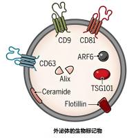 负载白藜芦醇和雷公藤红素的工程化外泌体被叶酸修饰 CEL/Res@Exos-FA