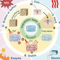 基于泊洛沙姆407和聚乙二醇为基质的温敏原位凝胶包载蛇床子素和冰 片 Ost/Bor@Kolliphor P407/PEG hydrogel