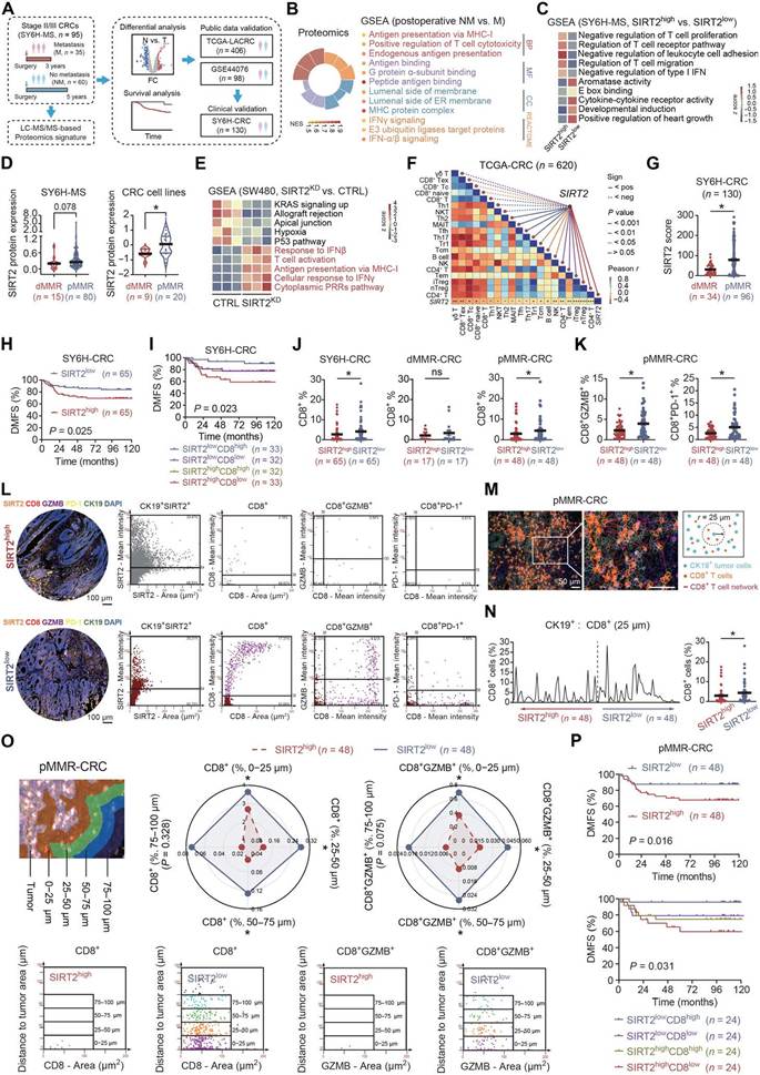 中大六院杨孜欢教授团队结直肠癌的新靶标发现Tissue Cytometry技术揭示 SIRT2 免疫治疗应用潜力