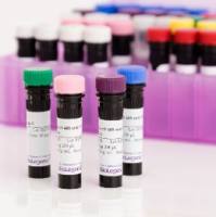 Purified (azide-free) anti-Neurofilament H (NF