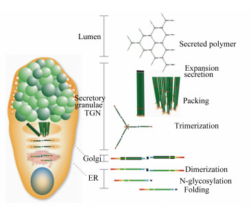 肠道黏蛋白 MUC2：从黏液屏障到疾病开关的双重身份解码