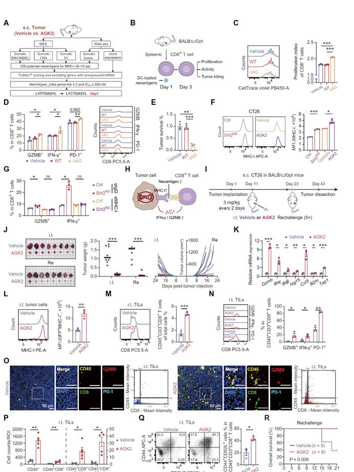 中大六院杨孜欢教授团队结直肠癌的新靶标发现Tissue Cytometry技术揭示 SIRT2 免疫治疗应用潜力