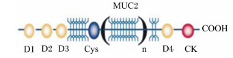 肠道黏蛋白 MUC2：从黏液屏障到疾病开关的双重身份解码
