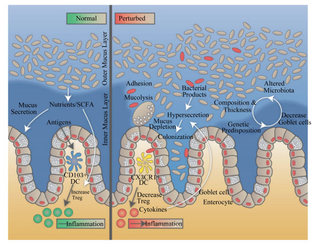 肠道黏蛋白 MUC2：从黏液屏障到疾病开关的双重身份解码