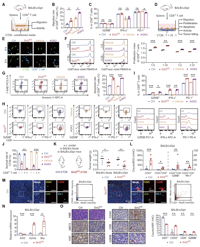 中大六院杨孜欢教授团队结直肠癌的新靶标发现Tissue Cytometry技术揭示 SIRT2 免疫治疗应用潜力