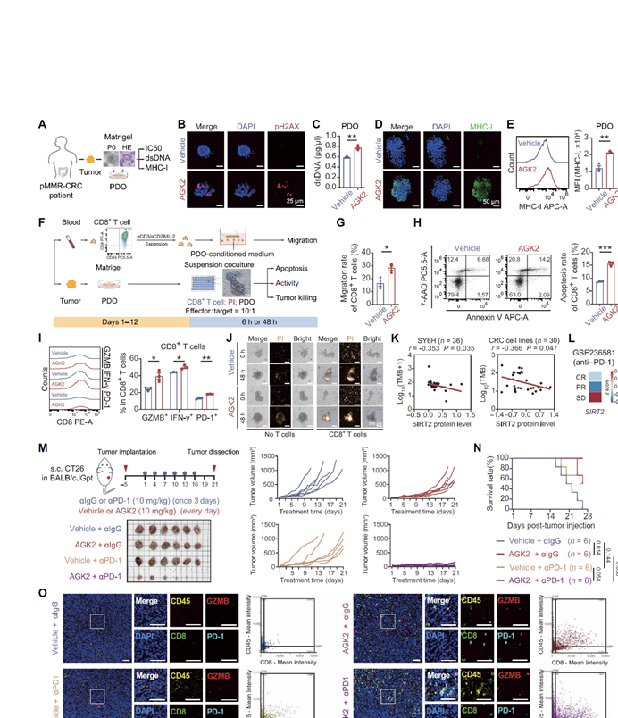 中大六院杨孜欢教授团队结直肠癌的新靶标发现Tissue Cytometry技术揭示 SIRT2 免疫治疗应用潜力