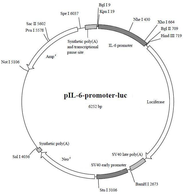 pIL-6-promoter-luc (报告基因质粒)