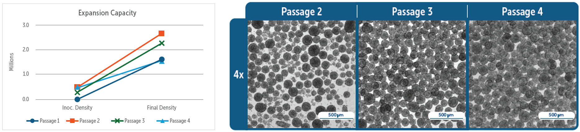 垂直轮式生物反应器中传代培养对细胞增殖的影响，以及后续传代过程中聚集体的形成情况