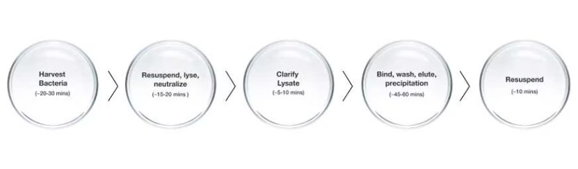 高效质粒DNA提取：试剂盒原理与操作步骤详解 -赛默飞